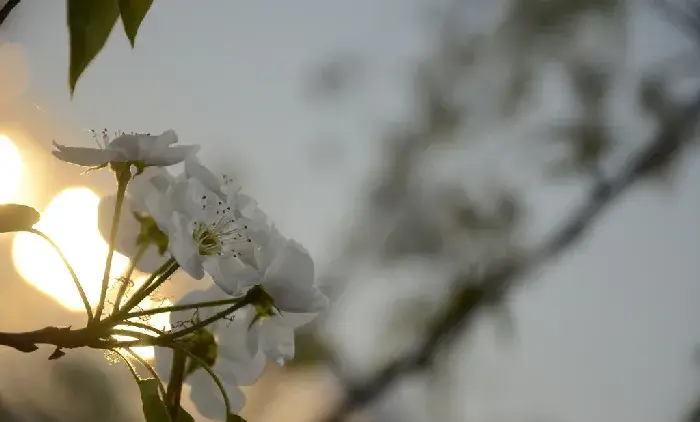 梨树要怎样授粉？学好这五点技巧不怕啦