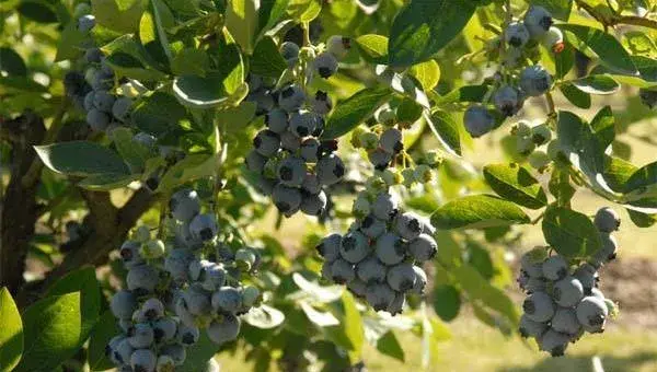 蓝莓种植技术和管理方法 蓝莓种植条件