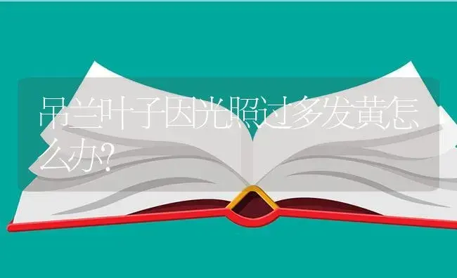 吊兰叶子因光照过多发黄怎么办？ | 植物问答