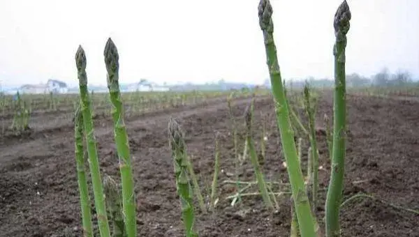 种植芦笋赚钱吗 芦笋种植前景分析