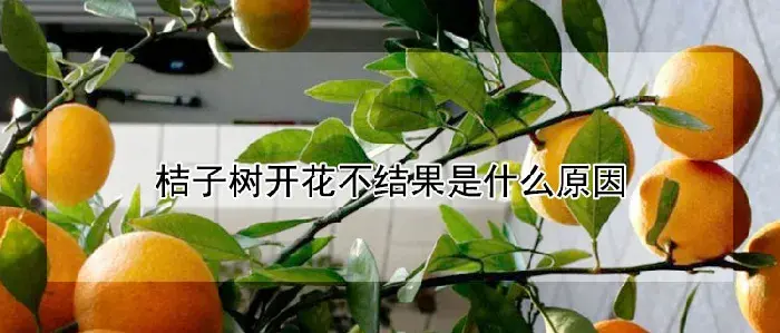 桔子树开花不结果是什么原因