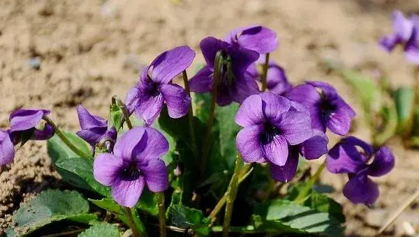 紫花地丁种子怎么种 紫花地丁种植方法与注意事项