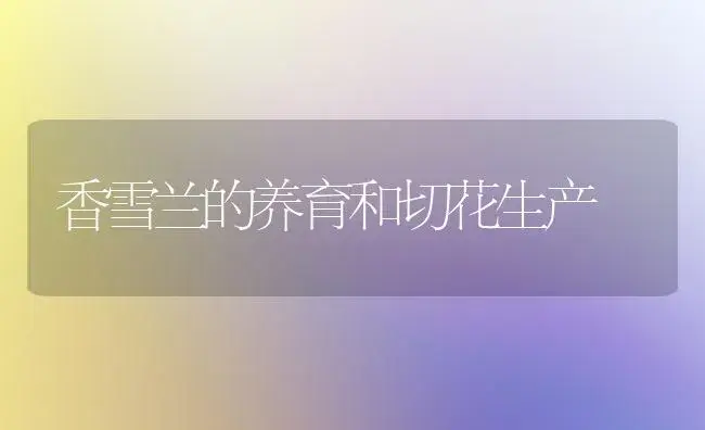香雪兰的养育和切花生产 | 植物知识