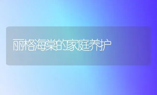 丽格海棠的家庭养护（图） | 植物知识