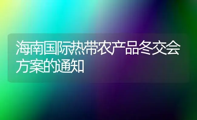 非洲菊丰产栽培技术及采后处理技术-花卉苗木养护管理 | 植物科普