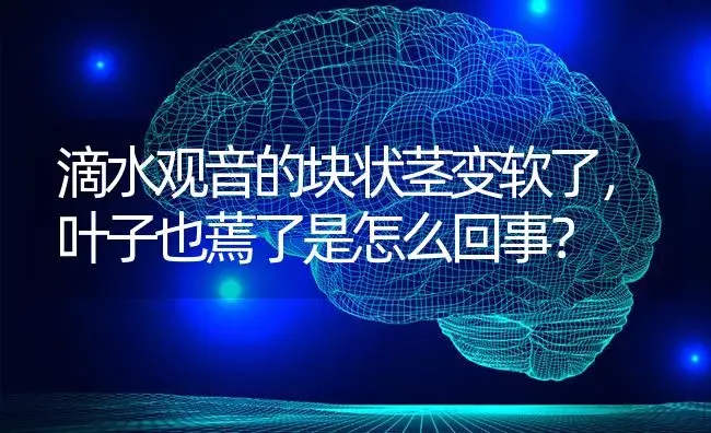 滴水观音的块状茎变软了，叶子也蔫了是怎么回事？ | 植物问答