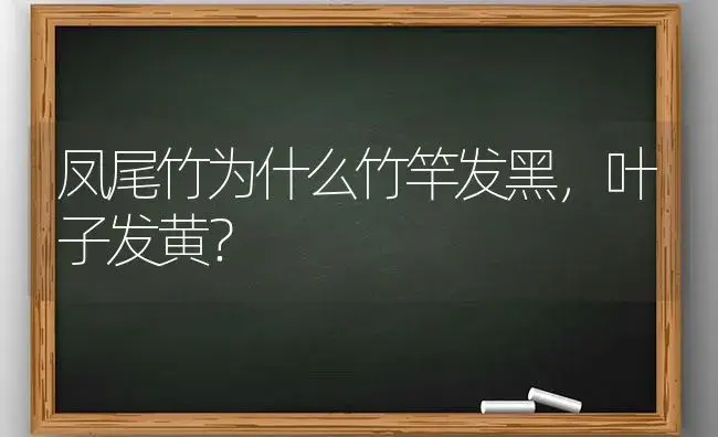 凤尾竹为什么竹竿发黑，叶子发黄？ | 植物问答