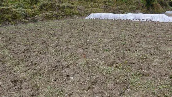 香椿科学种植技术