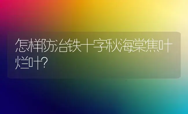 怎样防治铁十字秋海棠焦叶烂叶？ | 植物知识