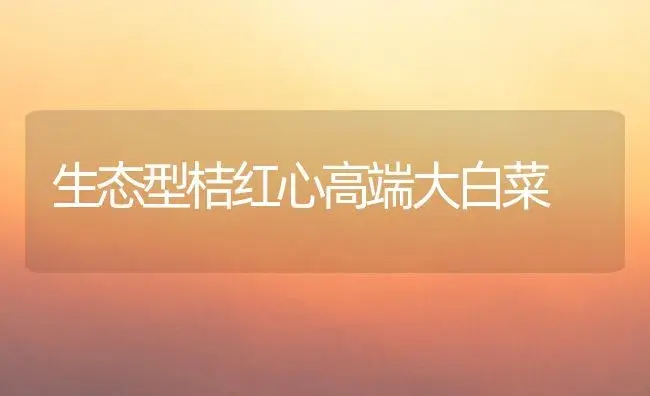 生态型桔红心高端大白菜 | 植物科普