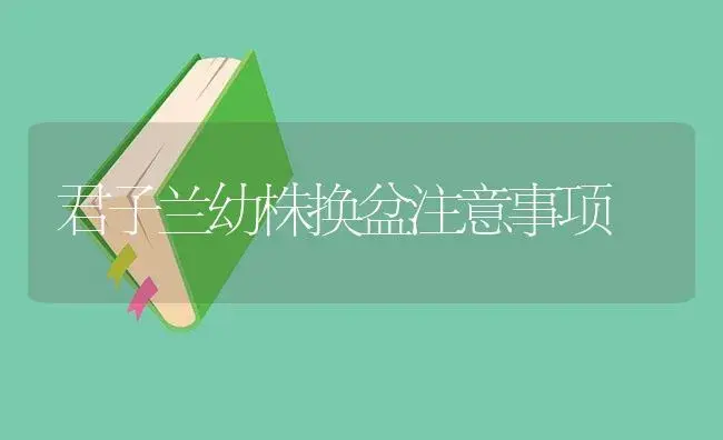 君子兰幼株换盆注意事项 | 植物知识