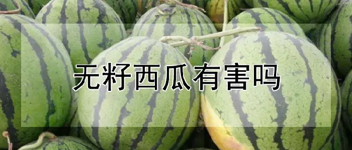 无籽西瓜有害吗