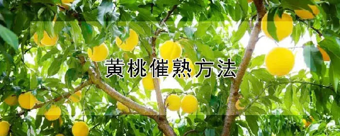 黄桃催熟方法