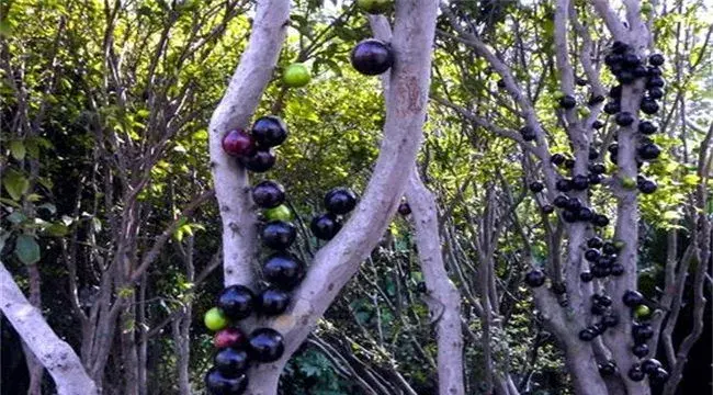 嘉宝果庭院种植要点