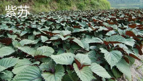 哪些野菜种植前景好 野菜种植一亩能挣多少钱
