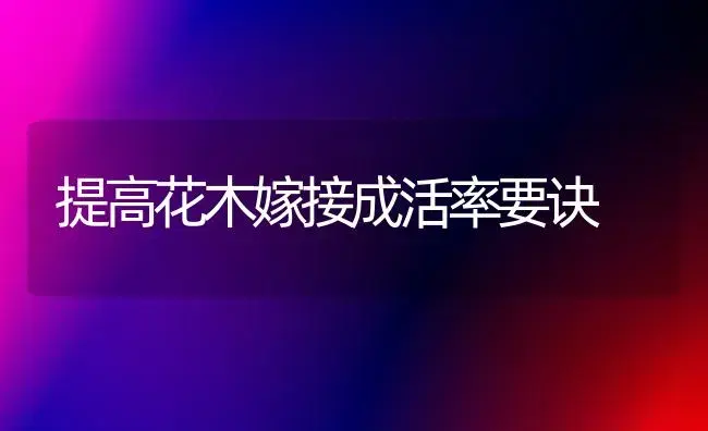 四季海棠的栽培技术 | 植物科普