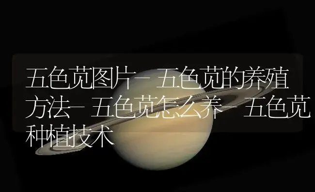 五色苋图片-五色苋的养殖方法-五色苋怎么养-五色苋种植技术 | 植物知识