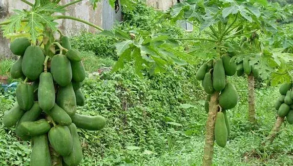 木瓜科学种植栽培技术