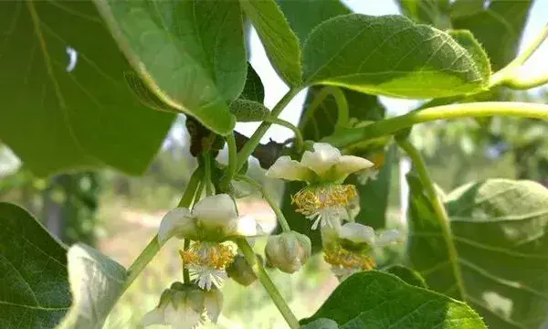 猕猴桃花期前后管理技巧