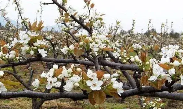 梨树如何疏花疏果