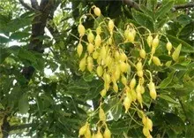 七月国槐盛开 街头飘落“槐花雨”