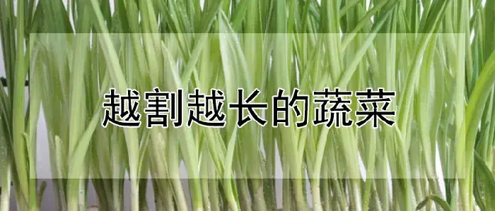 越割越长的蔬菜
