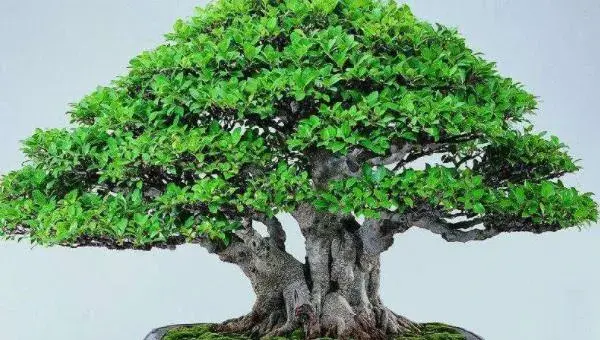 榕树盆景怎么造型好看 榕树盆景怎么修剪枝叶