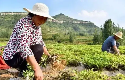 高温天气作物管理要点及注意事项