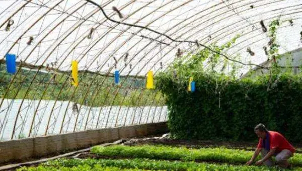 大棚野菜种植前景怎么样 哪些野菜适合大棚种植