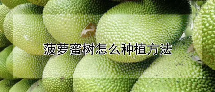 菠萝蜜树怎么种植方法
