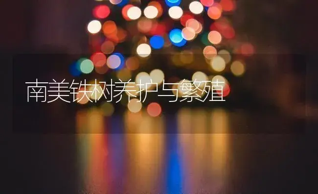 南美铁树养护与繁殖 | 植物知识