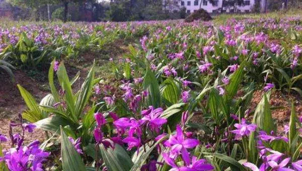 白芨种植前景怎么样 白芨种植是一年一收吗