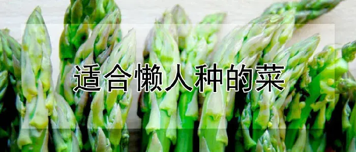 适合懒人种的菜