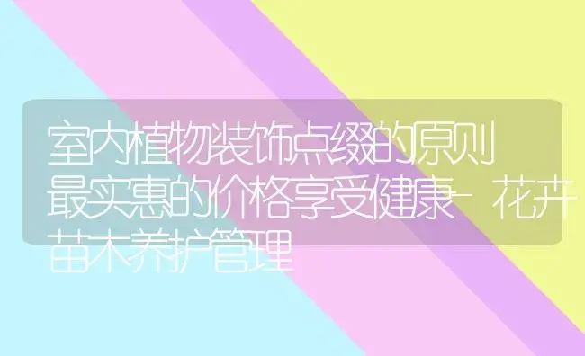 室内植物装饰点缀的原则 最实惠的价格享受健康-花卉苗木养护管理 | 植物科普