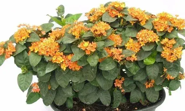 龙船花不开花是咋回事