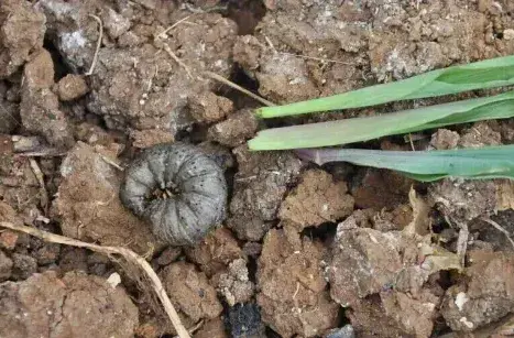 蔬菜地下害虫防治方法