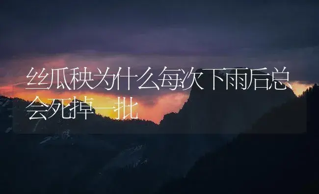 丝瓜秧为什么每次下雨后总会死掉一批 | 植物百科