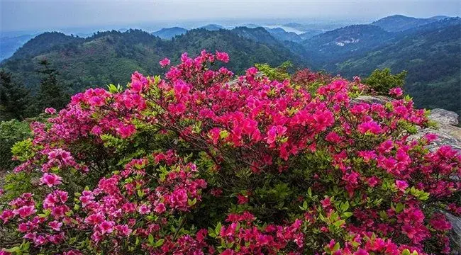 映山红的栽培技术