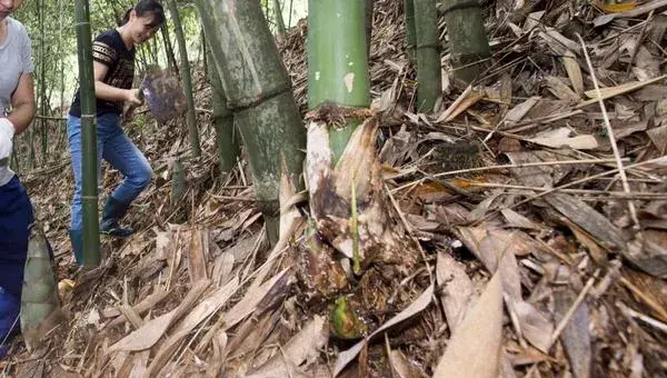 竹笋种植新技术