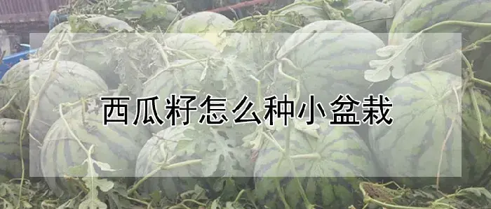 西瓜籽怎么种小盆栽