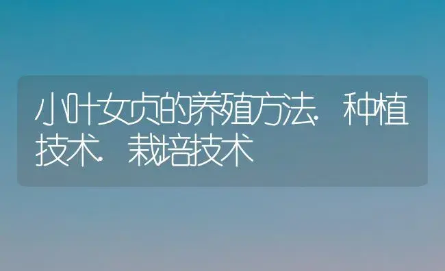 小叶女贞的养殖方法.种植技术.栽培技术 | 植物知识