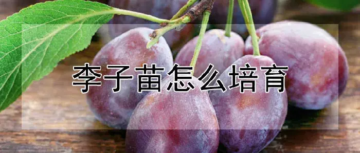 李子苗怎么培育