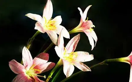 种兰花栽培中水的控制