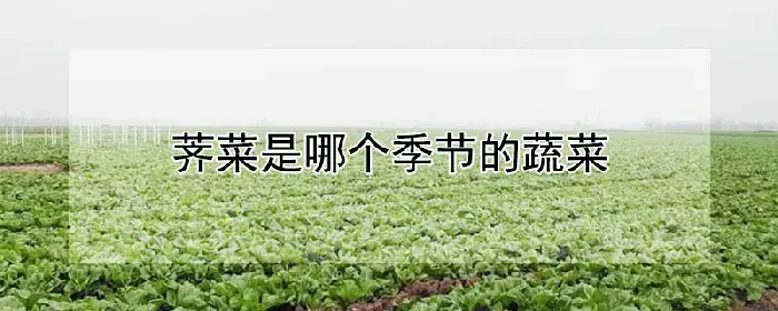 荠菜是哪个季节的蔬菜