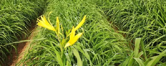 黄花菜什么时候种植，种植技术介绍