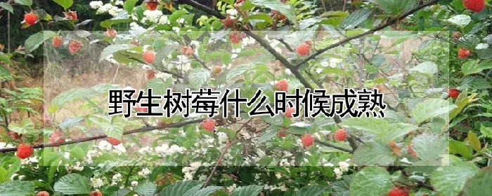 野生树莓什么时候成熟