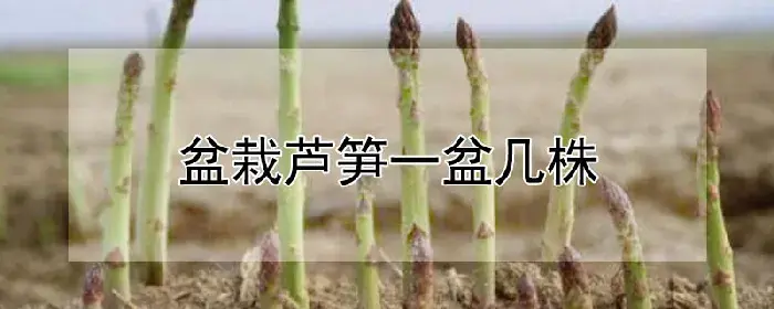 盆栽芦笋一盆几株