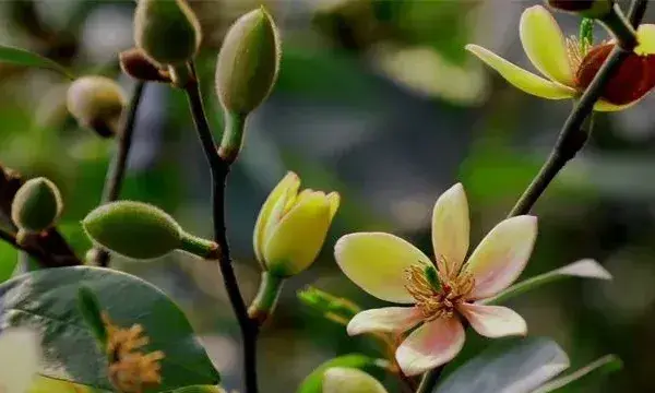 含笑花烂根了怎么办