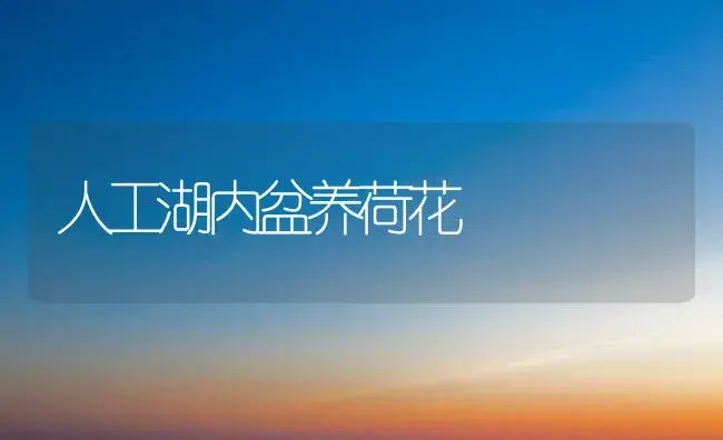 人工湖内盆养荷花 | 植物知识