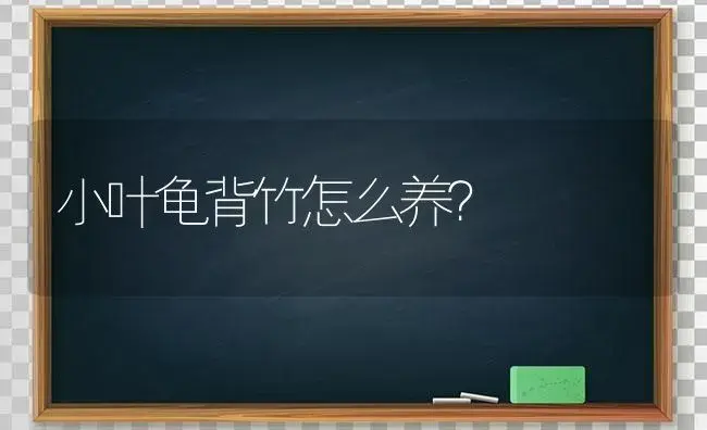 小叶龟背竹怎么养？ | 植物问答